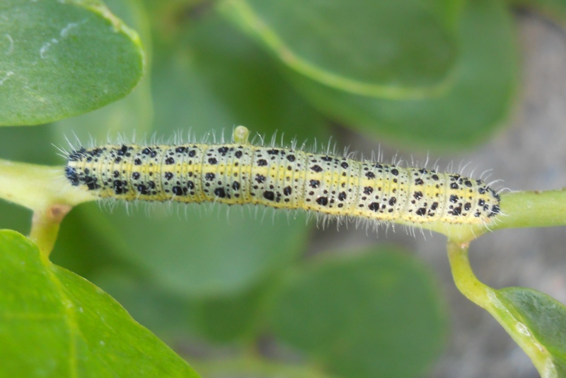 Larve di Pieris brassicae su cappero